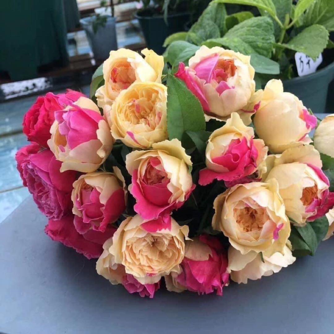 「モカリ」 和バラ苗　切り花品種バラ苗　レアバラ