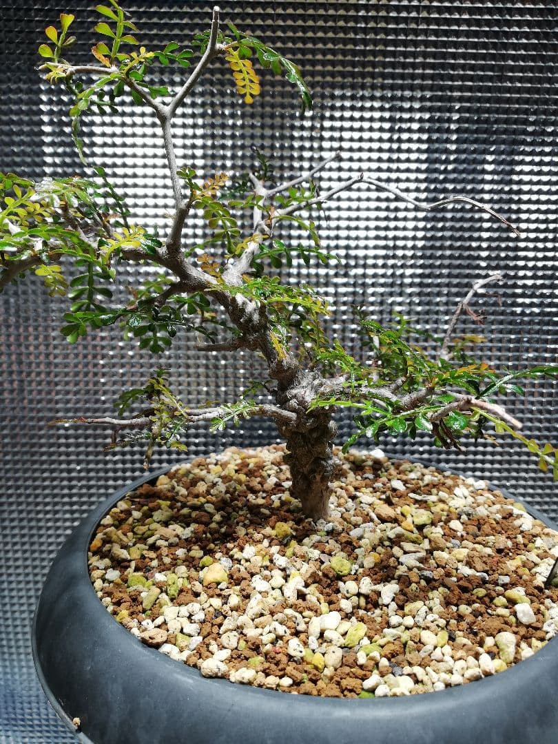 オペルクリカリア　パキプス実生株‼️