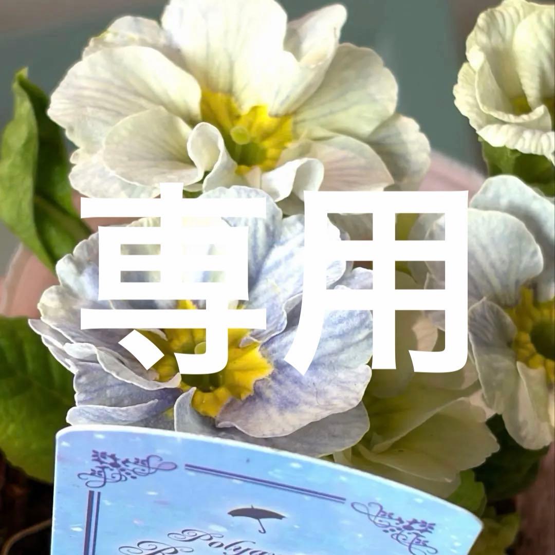 【レア】ポリアンサ　レイニーブルー　3号ポット苗《2/8》