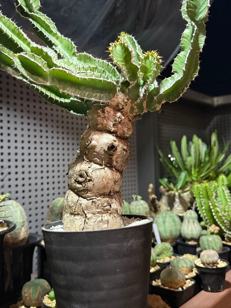 ユーフォルビア　ムランジーナ　現地球　大株