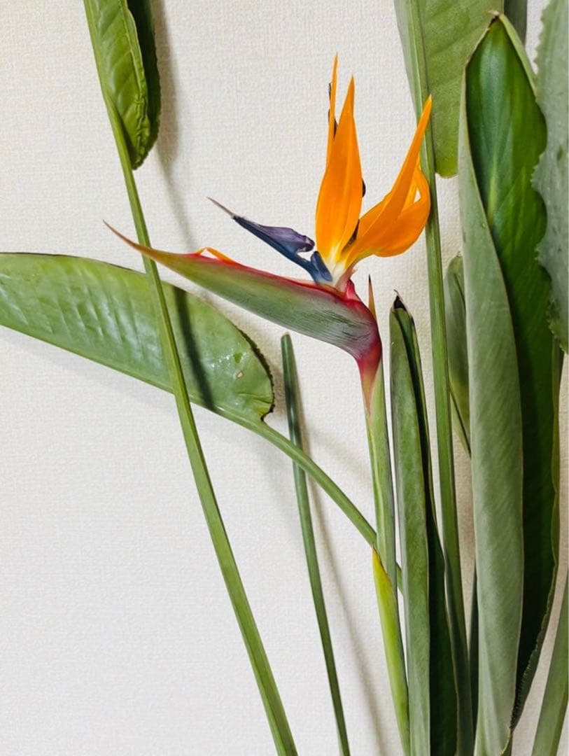 花芽付き　ストレリチア 極楽鳥花　苗　A