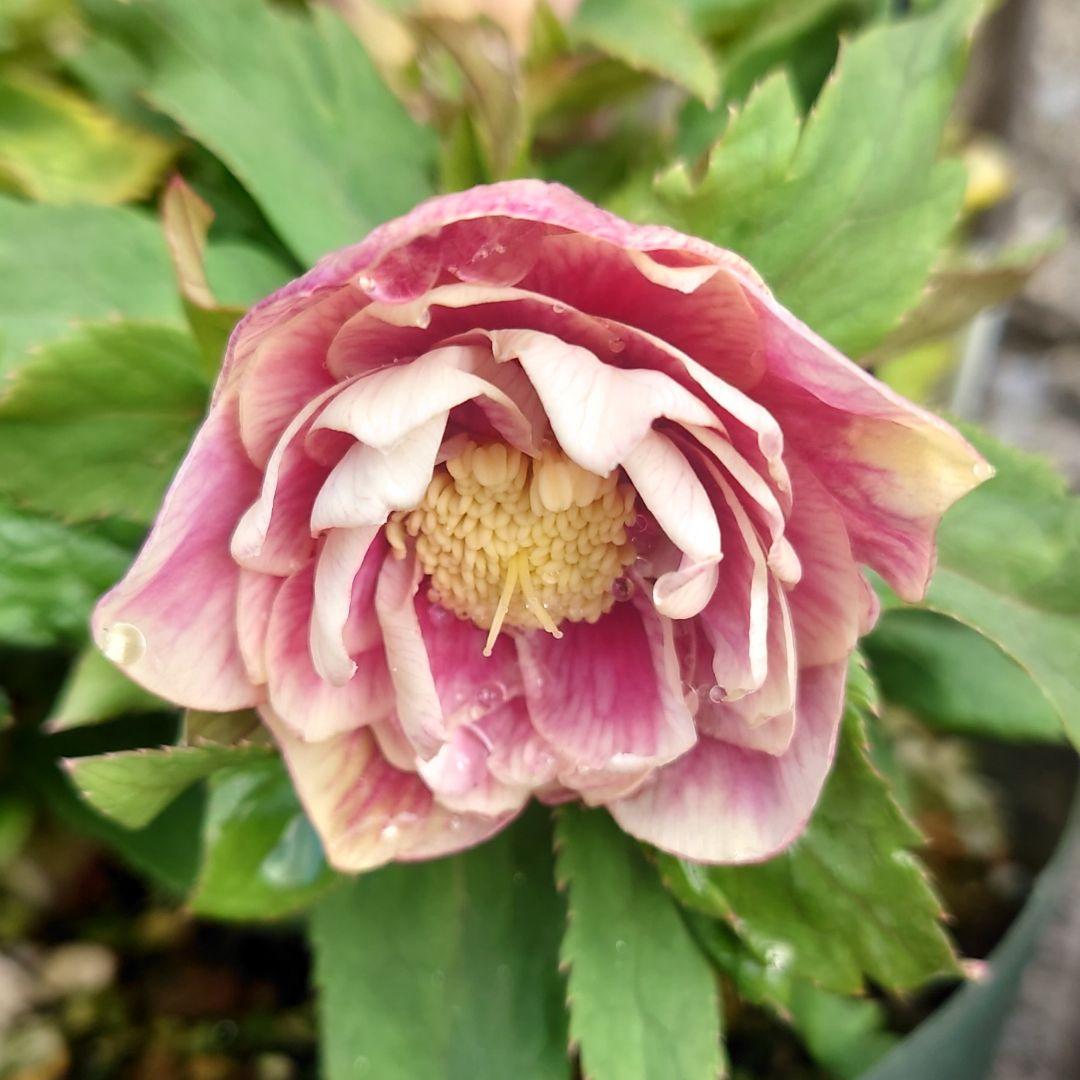 の*ん様 クリスマスローズ 広瀬園芸 ddソレイユ 株分け