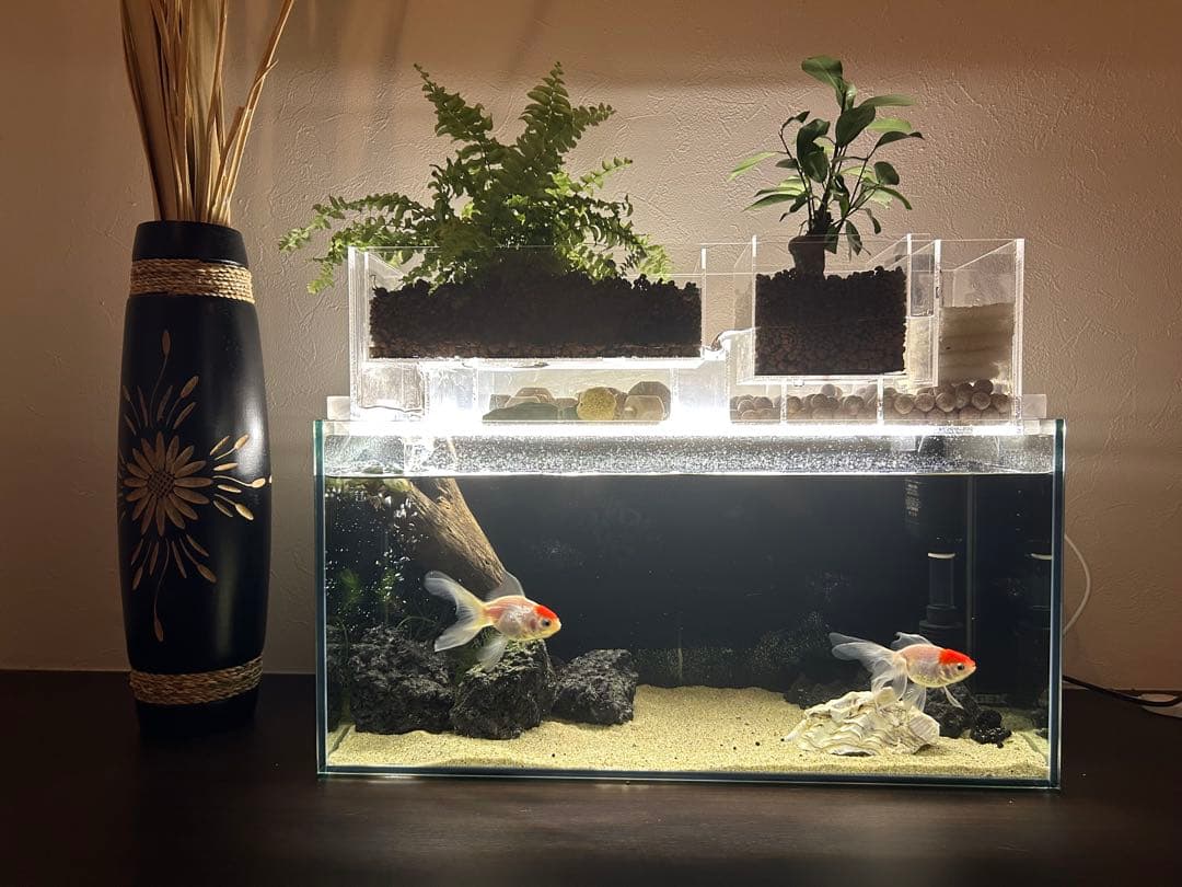 上部濾過式アクアポニックス水槽セット