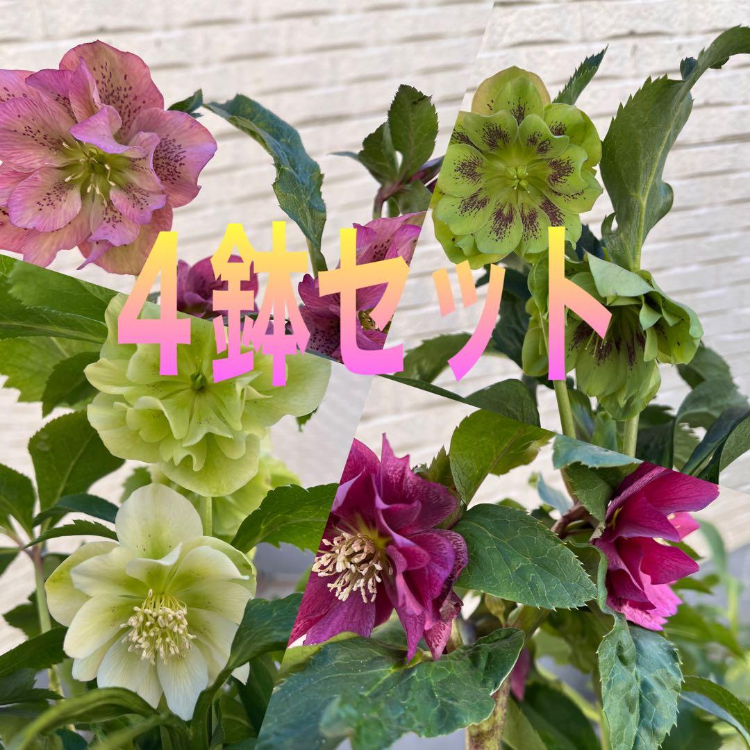 売り尽くしまとめ特価　クリスマスローズ　八重　ダブル　５号　４鉢セット　現物　Ａ