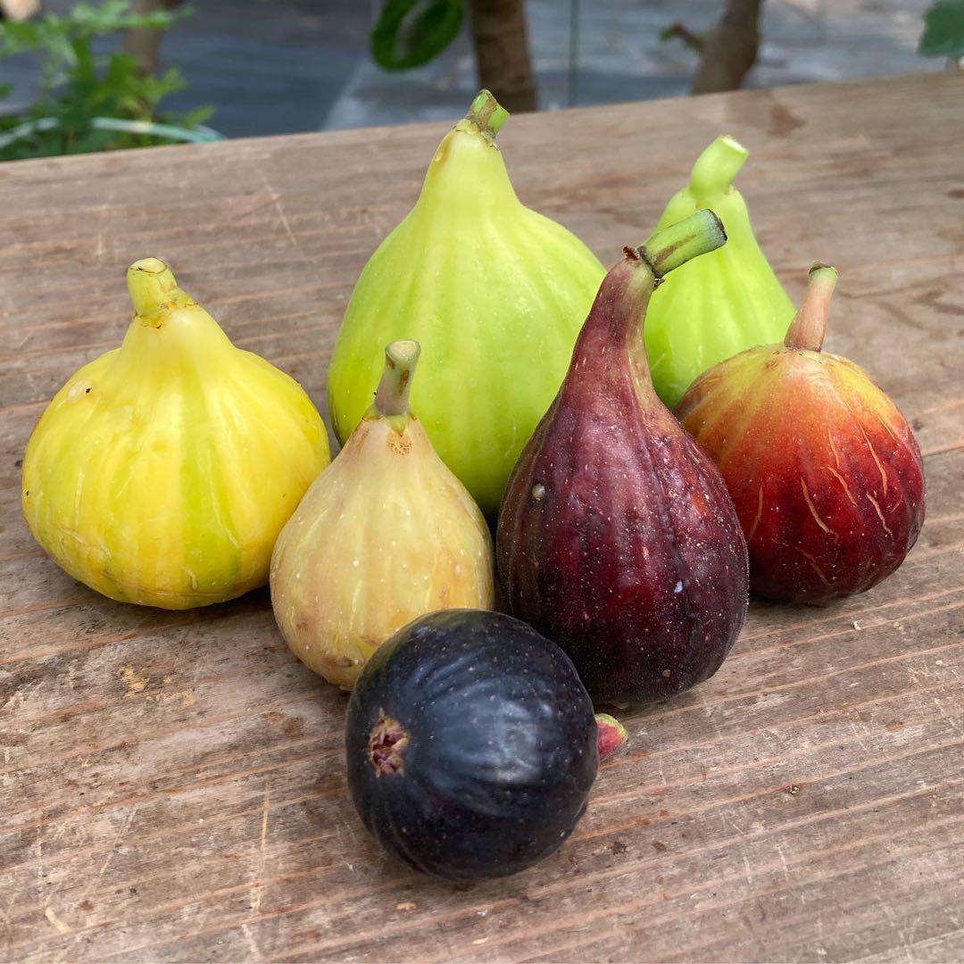 【専用】挿木苗 イチジク