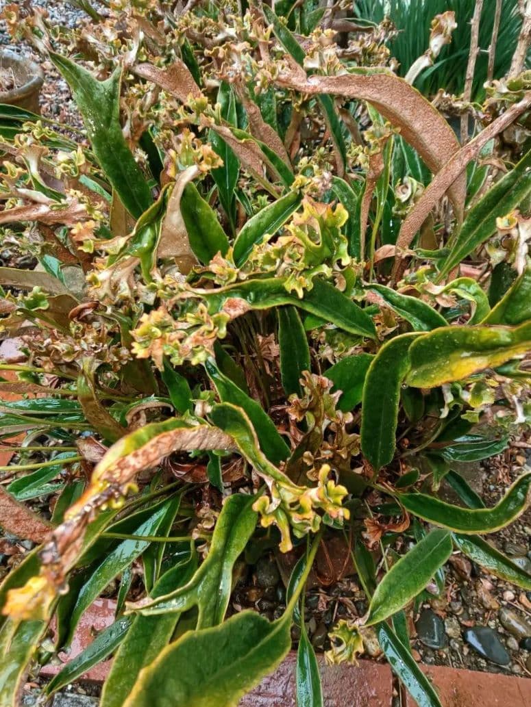 古典植物　シダ　ヒトツバ　獅子葉