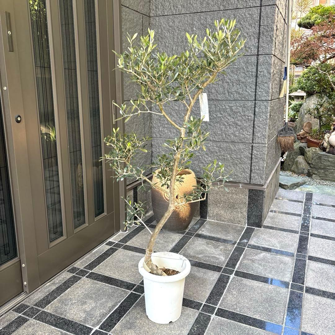 エルグレコ　オリーブの木　8号　1メートル30センチ