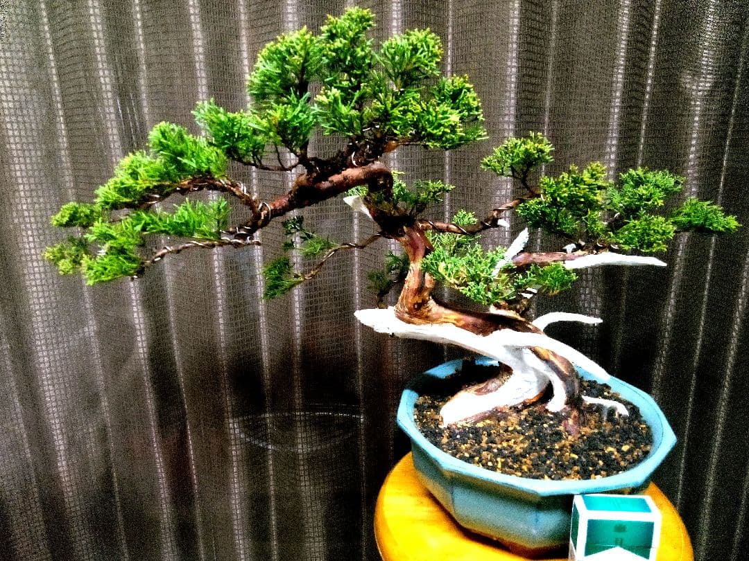 【中品　真柏盆栽】　　　　　⭕鈴様、専用❗