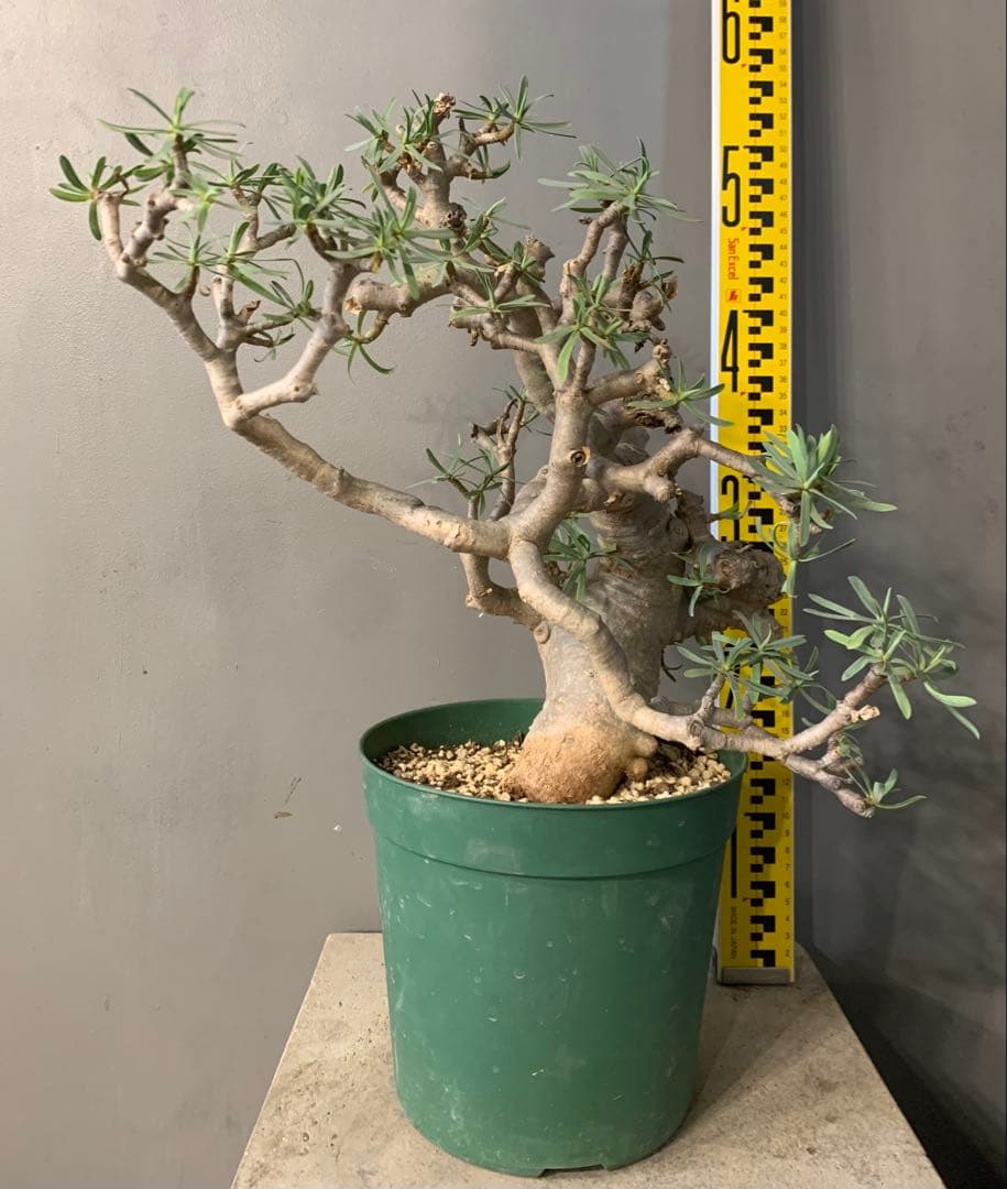 ユーフォルビア　バルサミフェラ