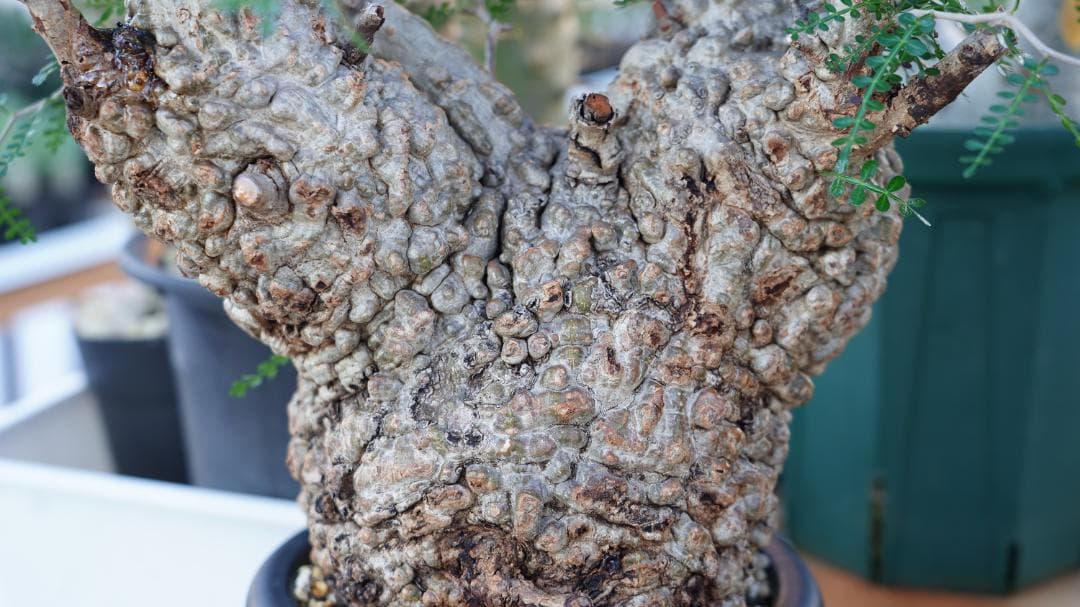 オペルクリカリア　パキプス　発根済み　パツパツ　かなりのボコ肌　重量も凄い