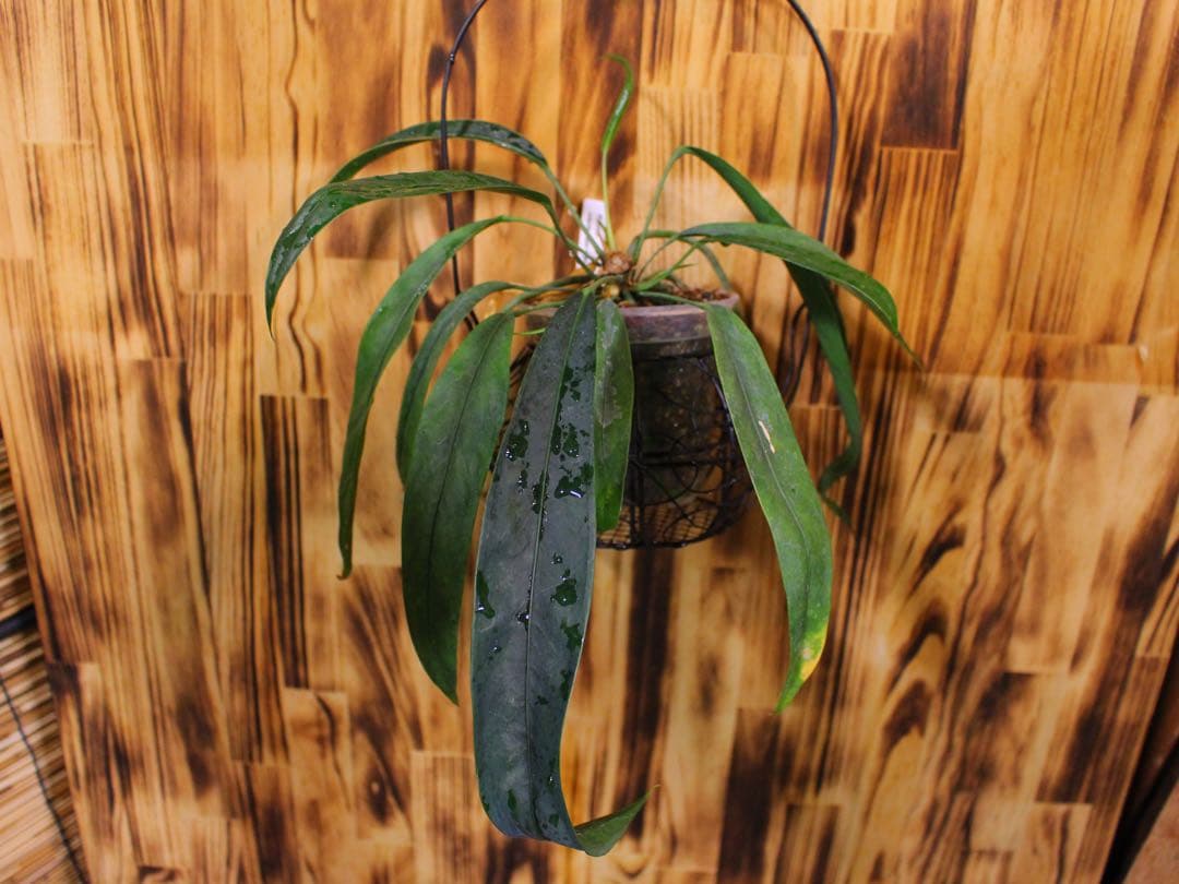 アンスリウム ペンデンスAnthurium type pendens JA｜希少