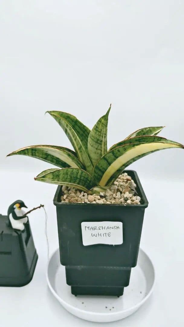 サンスベリ　マーシャンダ ホワイト