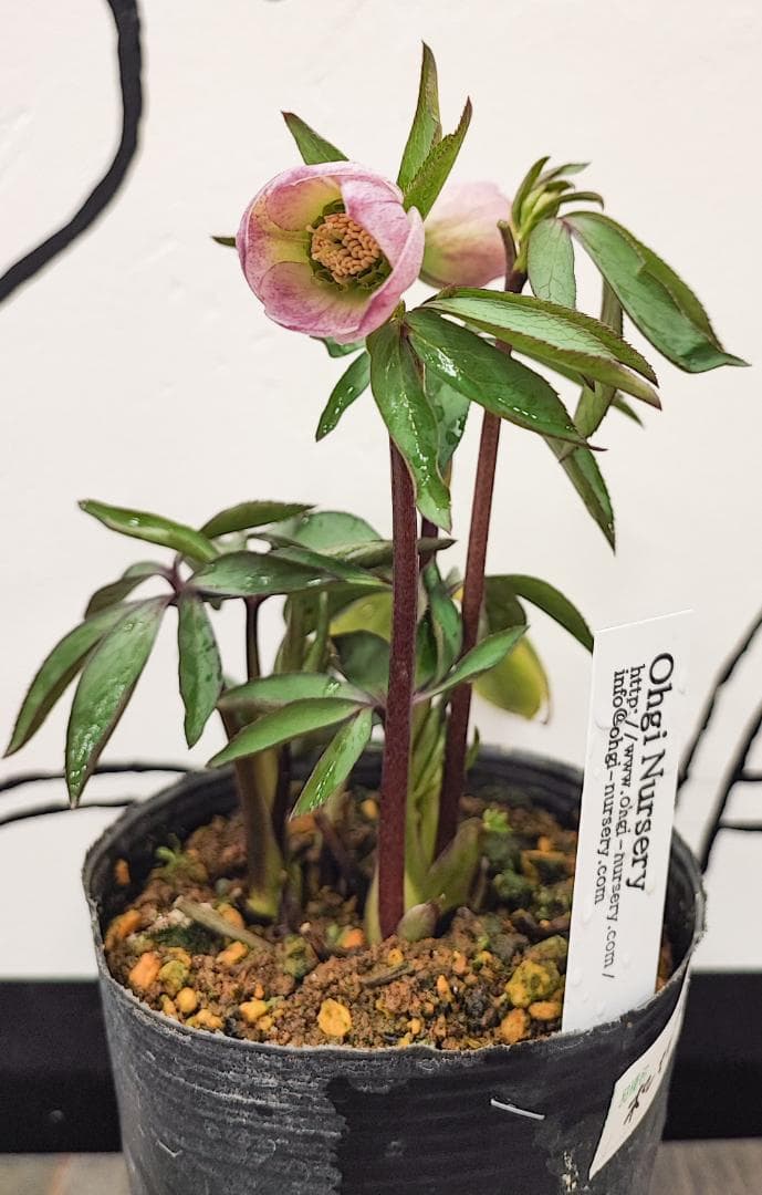 大木ナーサリー★極上ポーセリン★SDポーセリン★早いもの勝ち★正規購入株