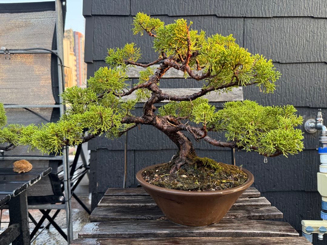 【セール】盆栽 真柏 中品