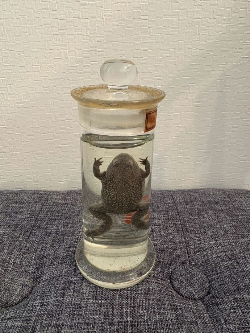 カエル　ホルマリン漬け　液体標本