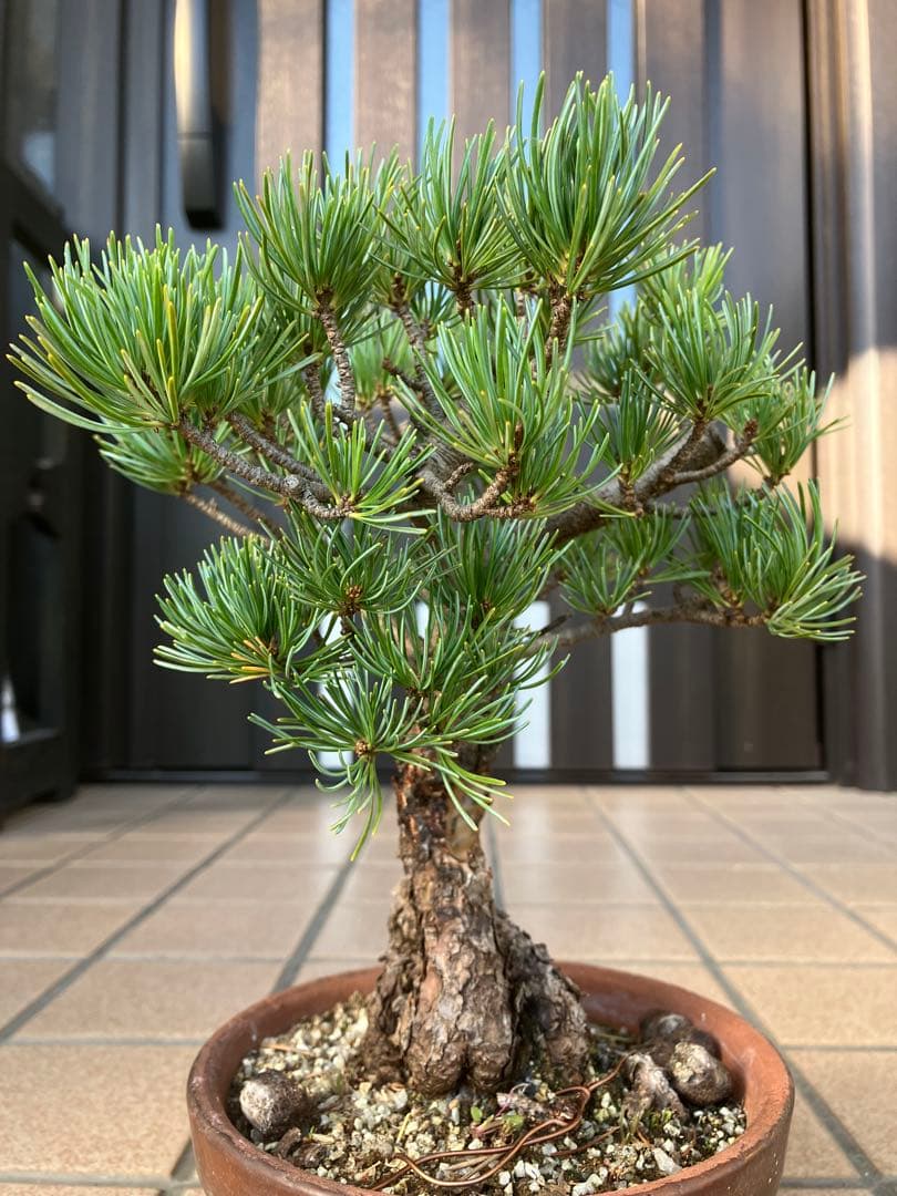 ◉五葉松盆栽　樹齢30年位　極太 の足元捻りが超魅力！★大幅値下げ！早いもの勝ち