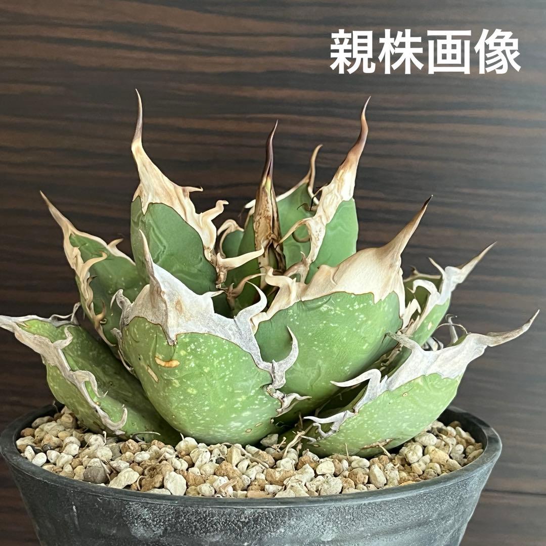 アガベ オアハカ現地株 子株 超陽炎