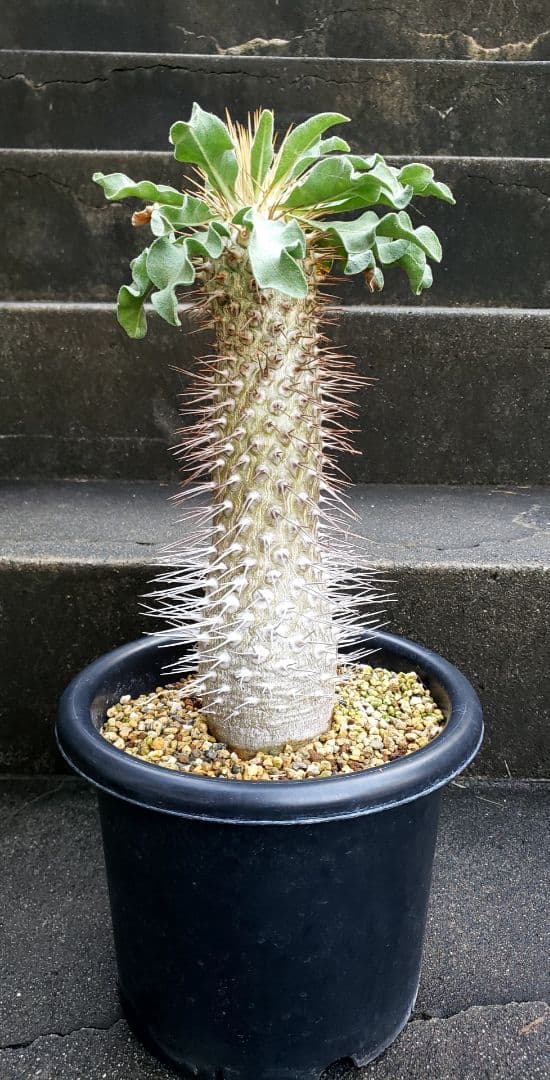 パキポディウム　ナマクワナム　光　堂