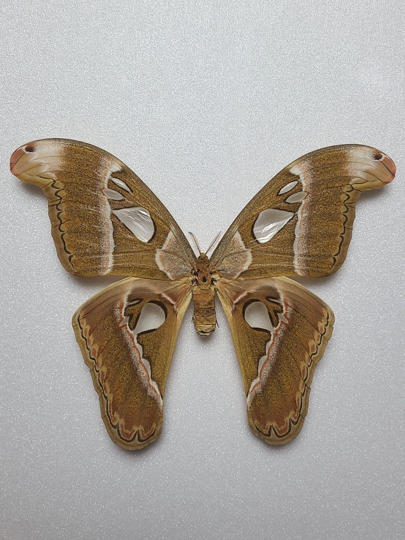 ゆうごさん専用！蛾 標本 カエサルサン