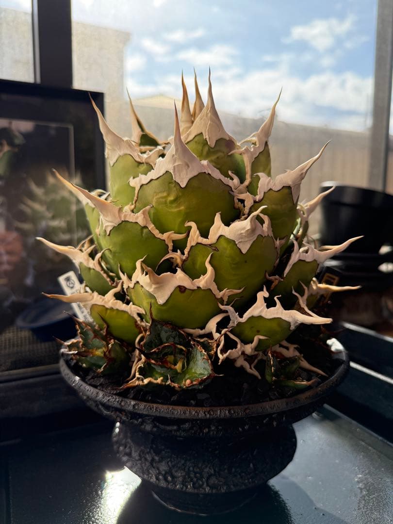 ＊＊＊＊　カタチ製作所　鉢のみ