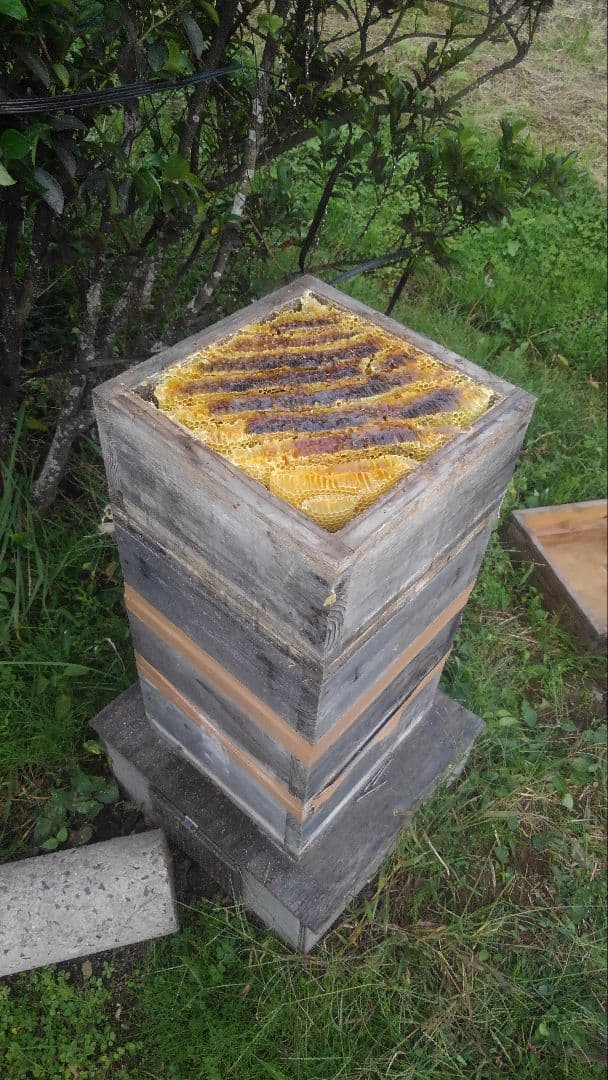 日本蜜蜂ハチミツ