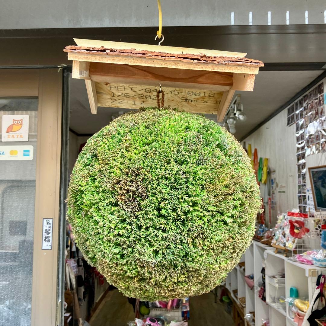 杉玉【屋根付き】④