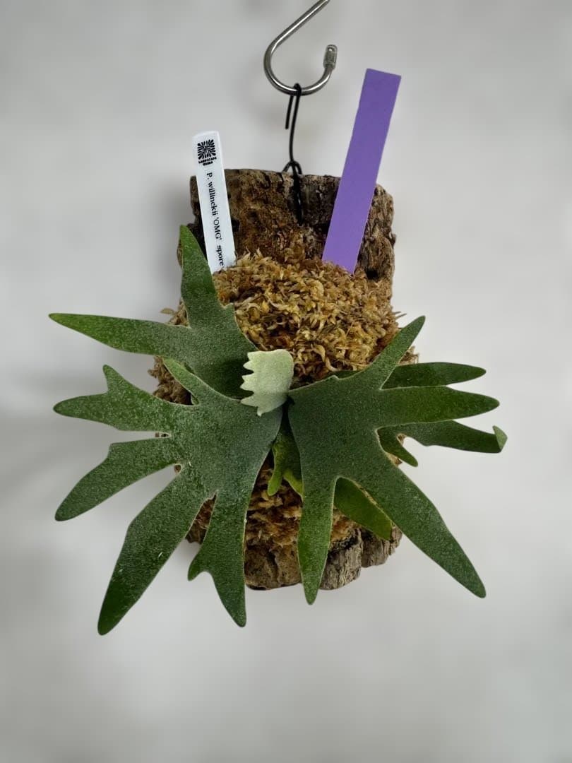 P. willinckii 'OMG'spore コルク　ビカクシダ　紫