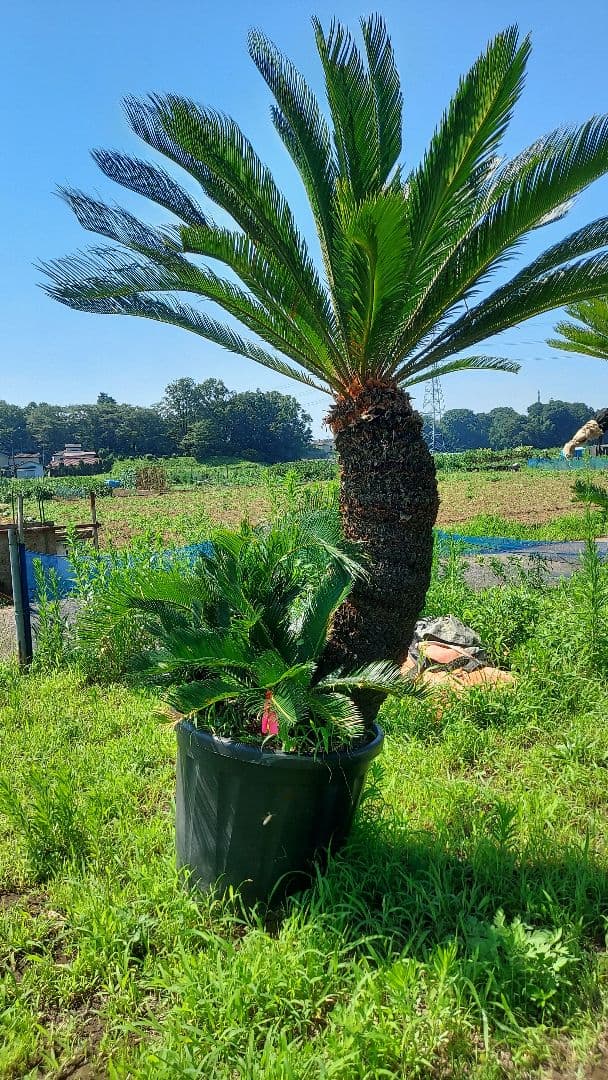 ソテツ 蘇鉄 ーーココスヤシ ドライガーデン ロックガーデン ヤシーー