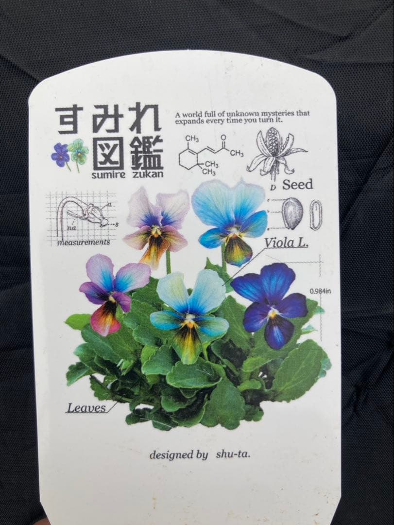 u*a様 すみれ図鑑　ビオラ　濃い緑青