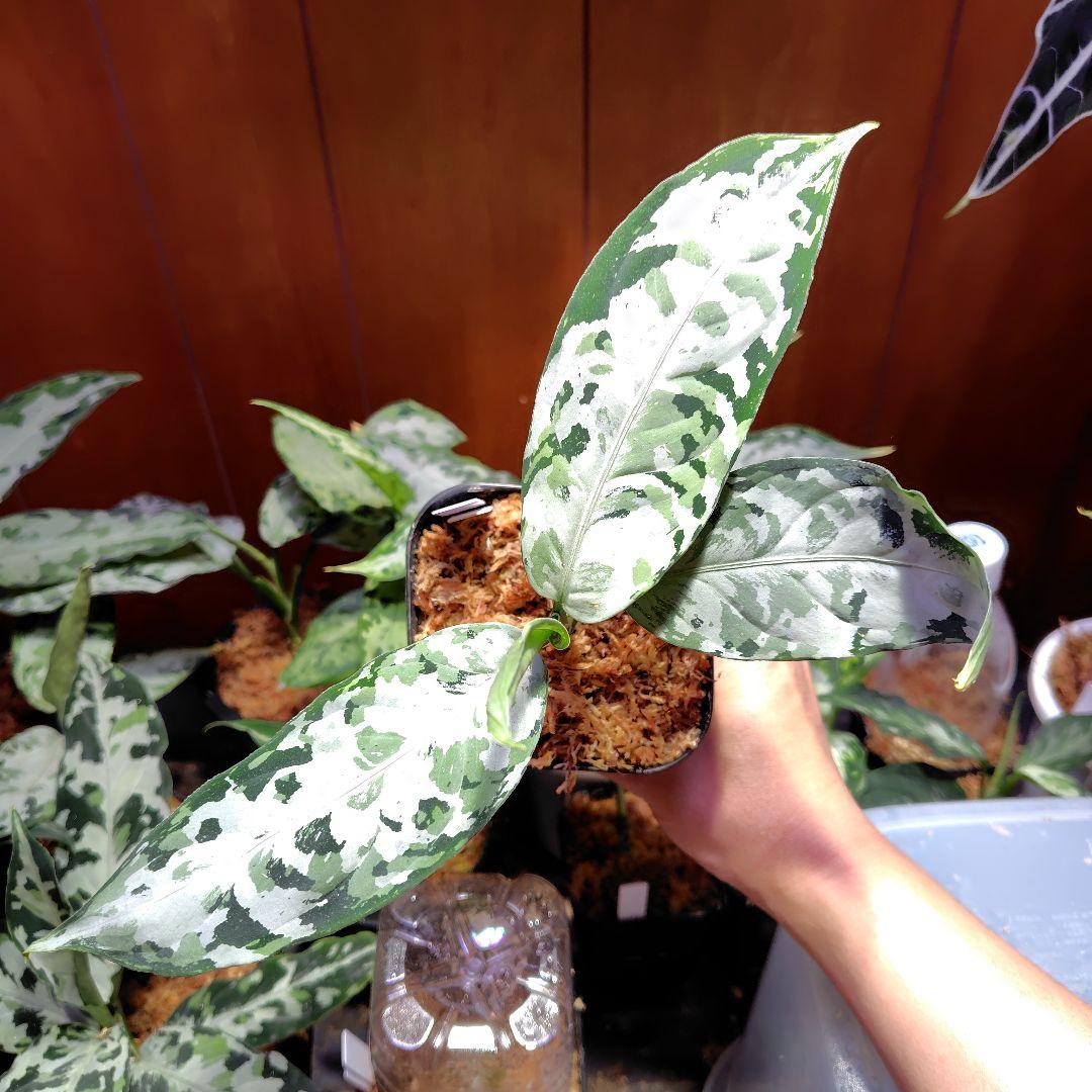 柳緑花紅　Aglaonema pictum