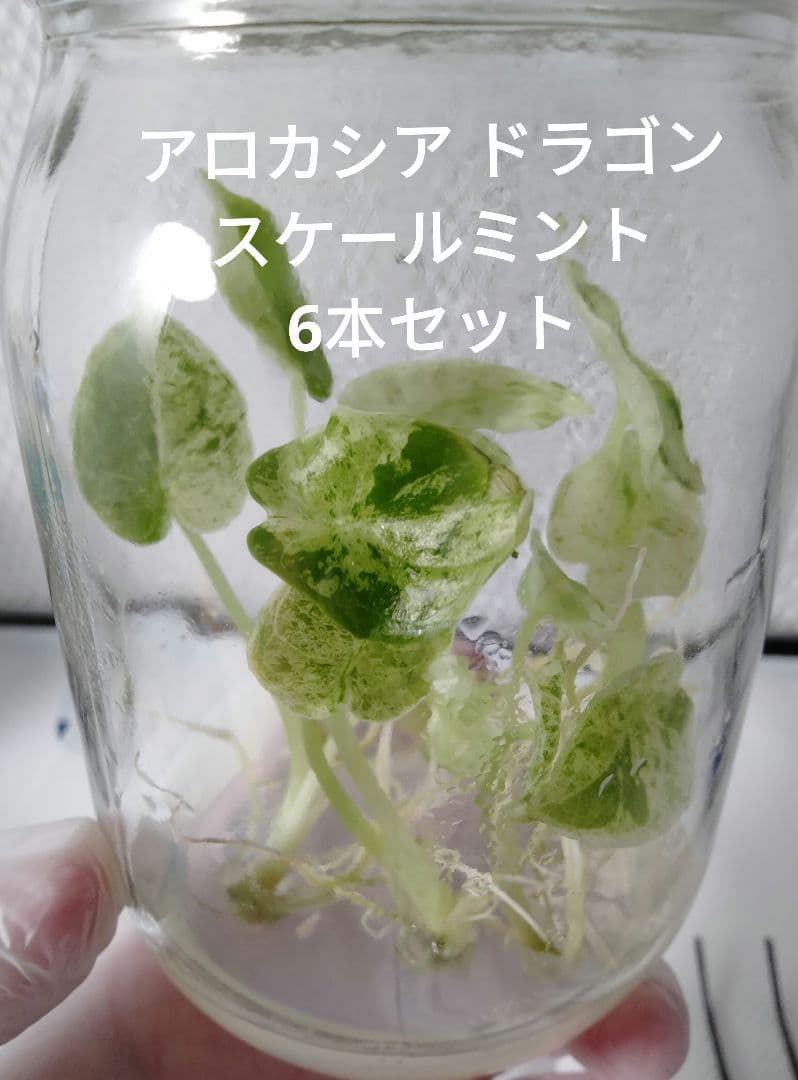 アロカシア ドラゴンスケールミント 6本セット