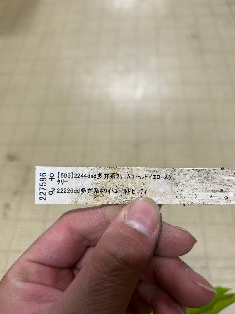 クリームゴールドイエローネクタリー交配 加藤農園 クリスマスローズ 同梱可能