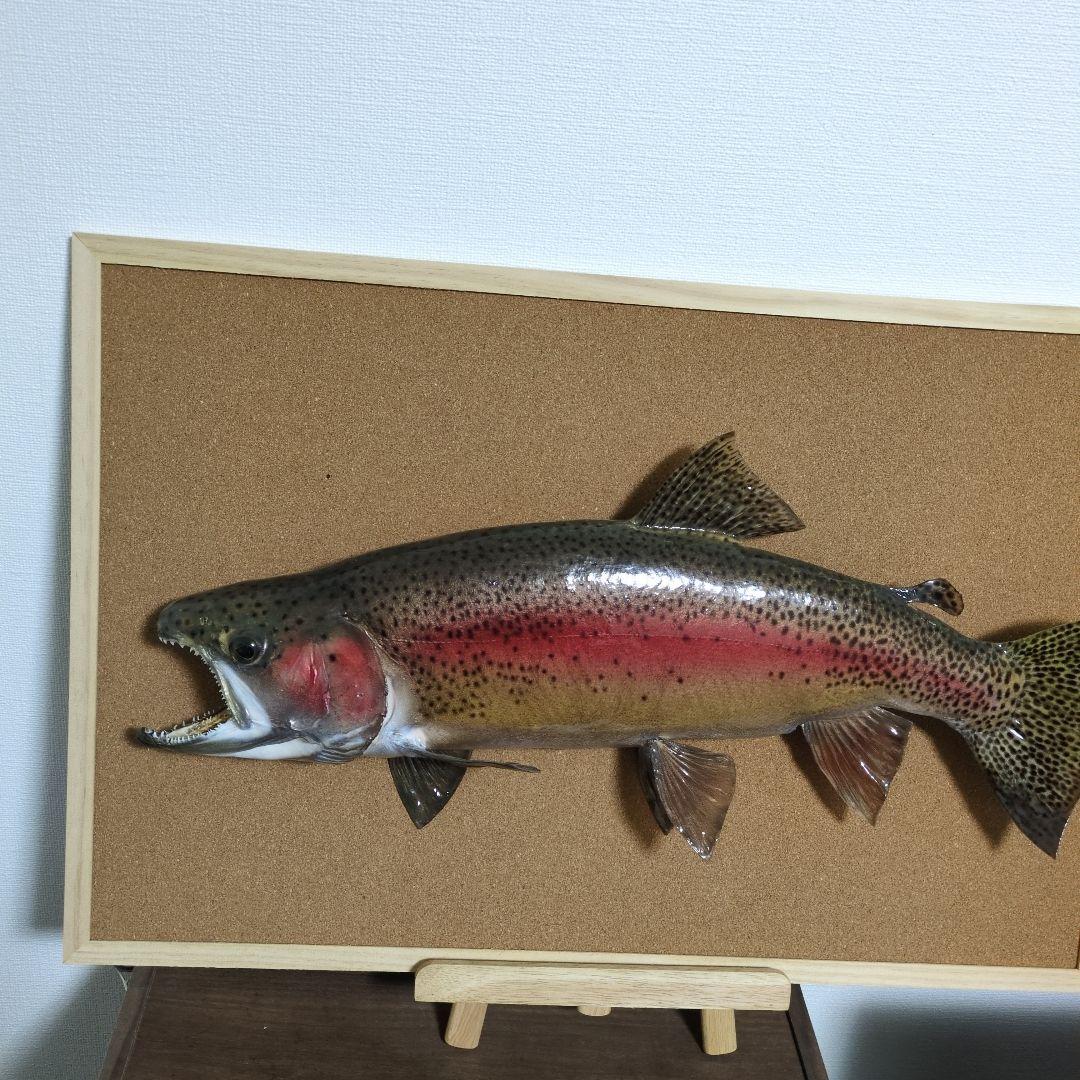 魚類剥製　ニジマス　雄　57㎝　魚剥製