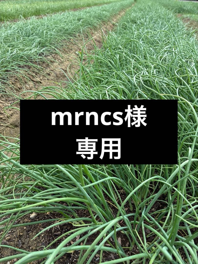 mrncsページ▼玉ねぎ苗