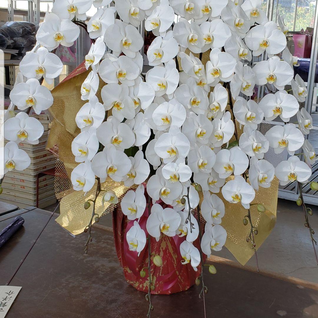 胡蝶蘭、生花　特注特大　8本立ち