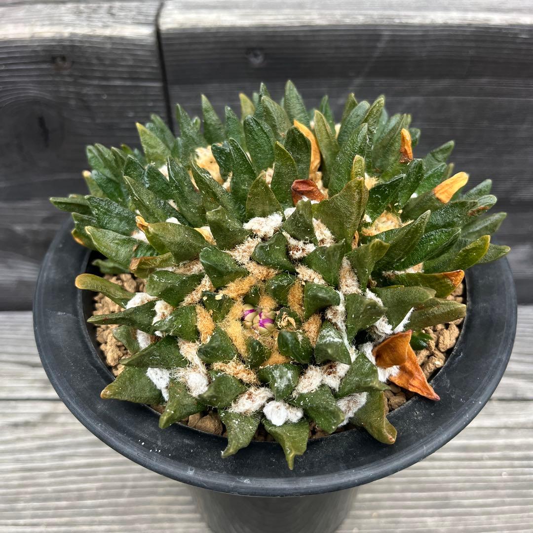 アリオカルプス【竜角牡丹】④群生 サボテン