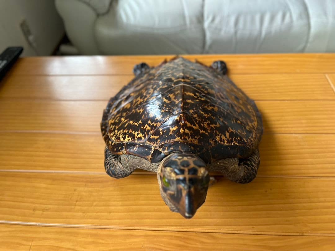 亀の剥製　タイマイ　国際希少動植物種登録済み