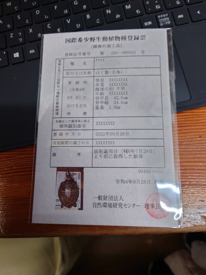 亀の剥製　タイマイ　国際希少動植物種登録済み