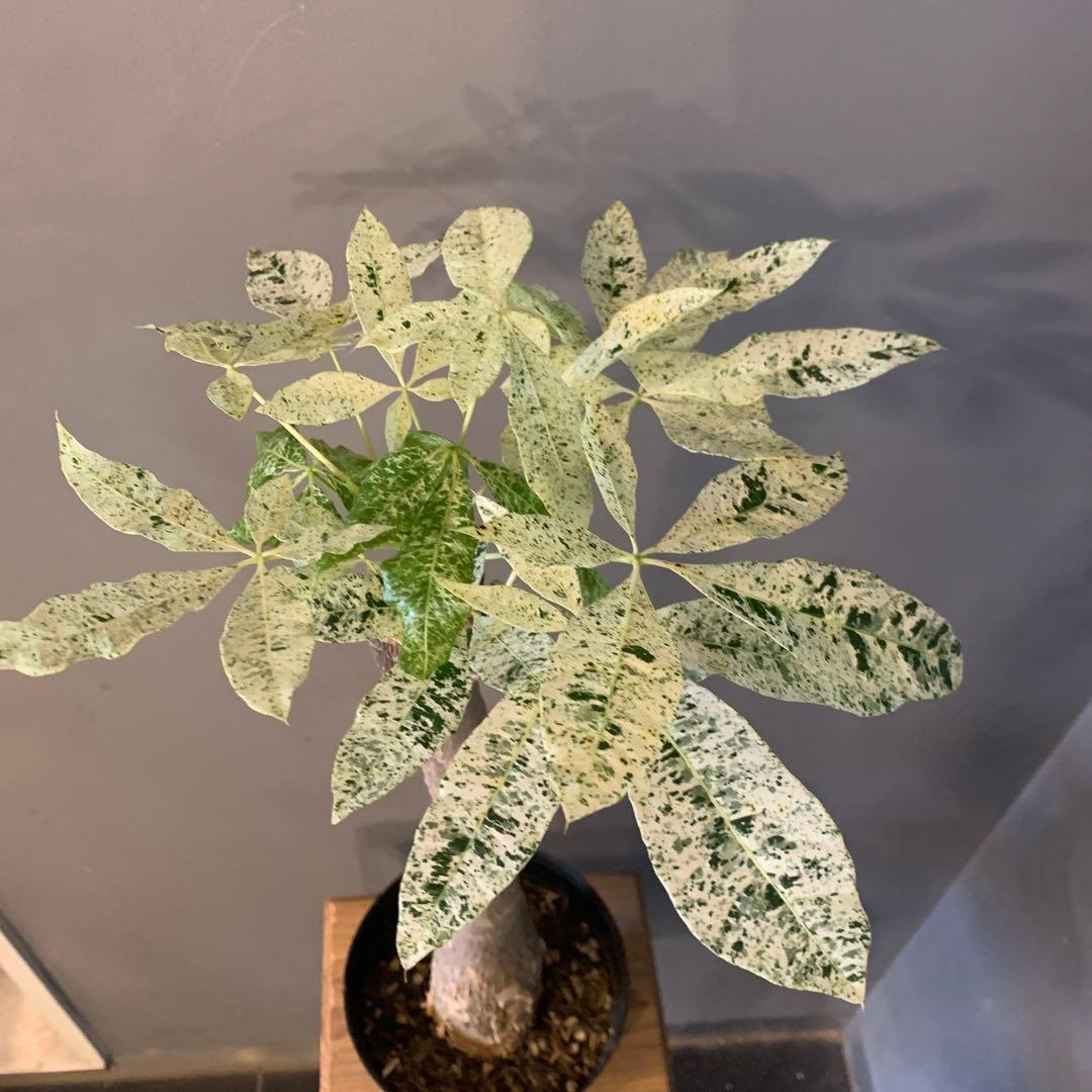 パキラ ミルキーウェイ 8