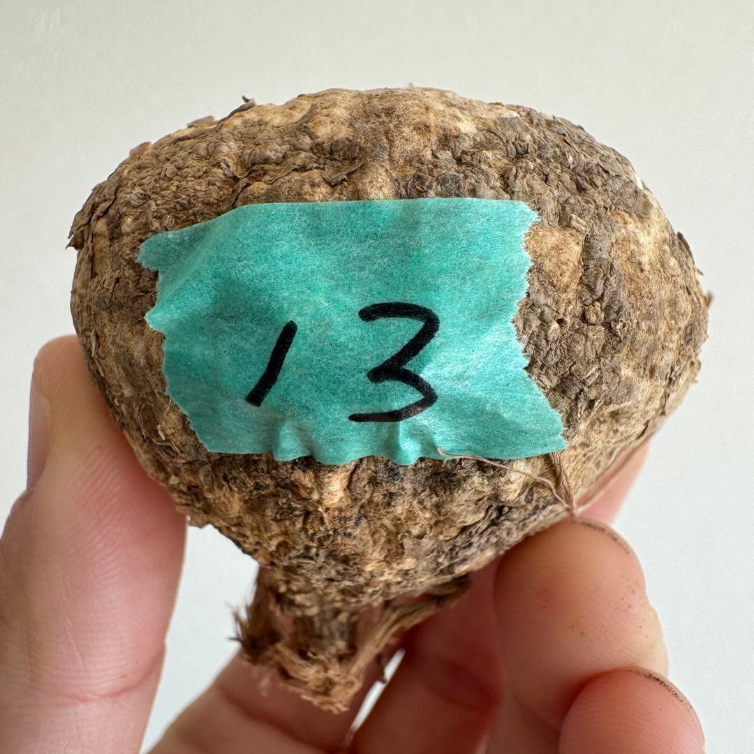 13.アデニア・オバタ 輸入直後ベアルート株　Adenia Ovata