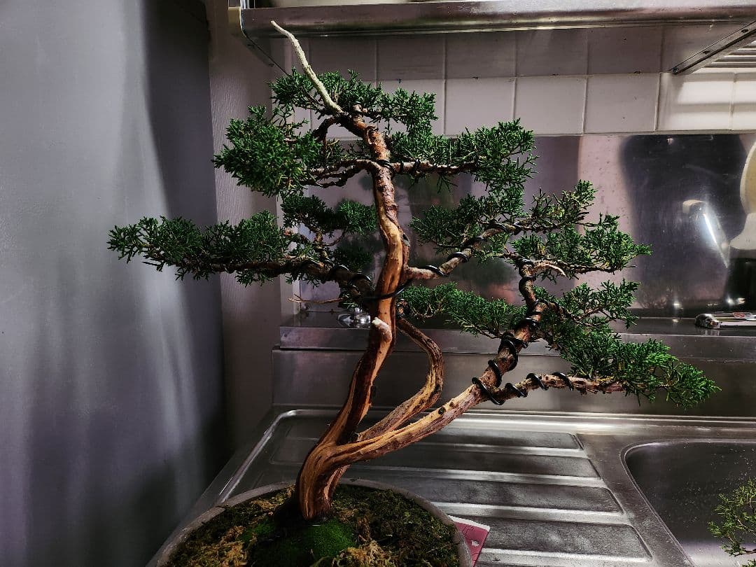 真柏盆栽