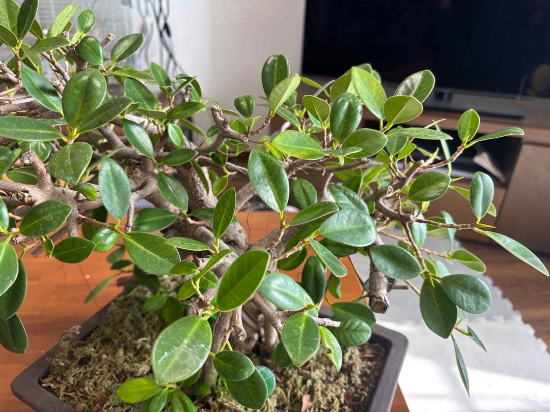 沖縄産　ガジュマル盆栽