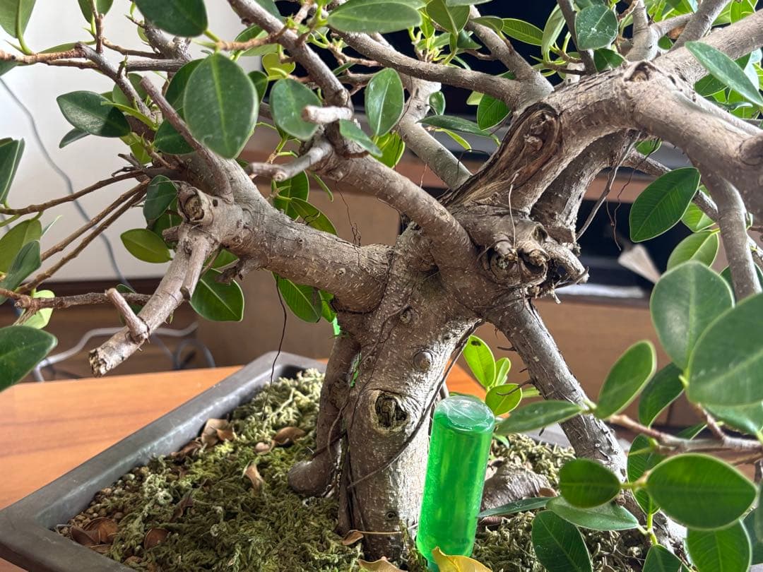 沖縄産　ガジュマル盆栽