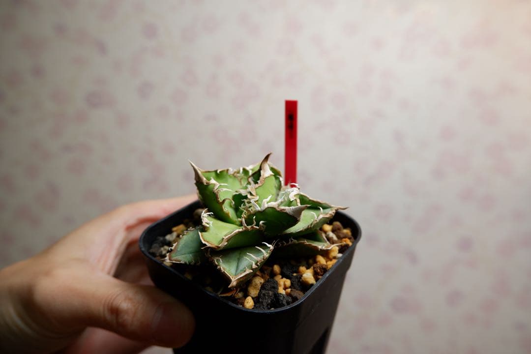 アガベ　星空　中株　オリジナル