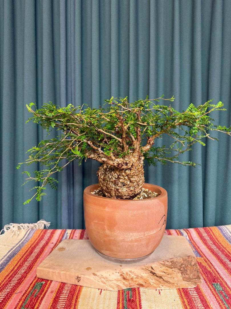 オペルクリカリア・パキプス　 現地発根株　 発根済み スペシャルコレクション株