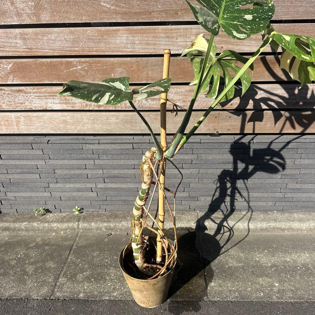 モンステラ　斑入り　デリシオーサ　イエローモンスター　幹立