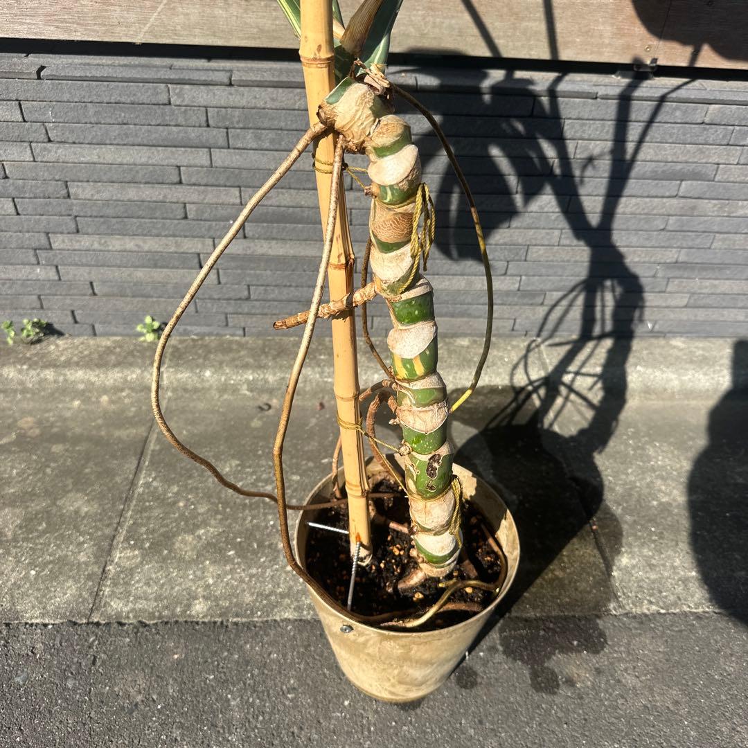 モンステラ　斑入り　デリシオーサ　イエローモンスター　幹立