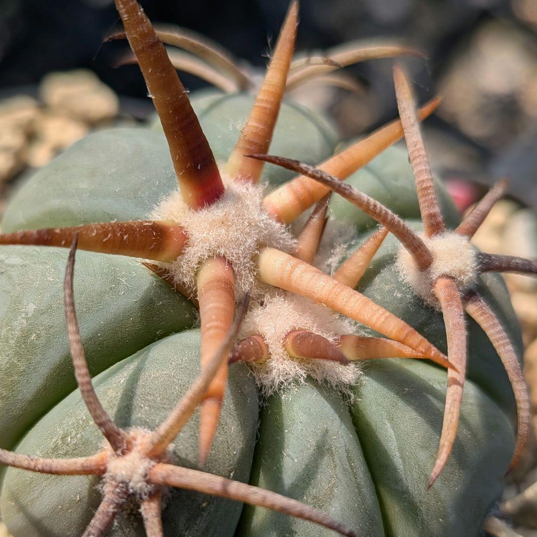 【実生】雷帝エキノカクタス国内繁殖苗サボテン（サボテン太平丸花王丸翠平丸尖紅丸）