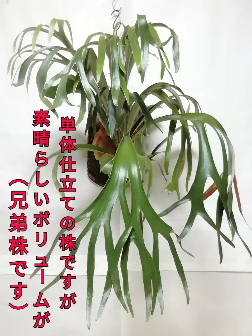 ウイリンキー変異個体株　格好良い大株　育てやすい希少株