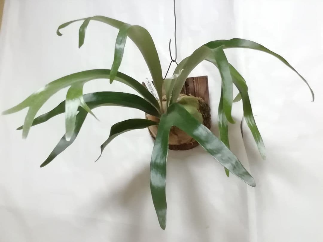 ウイリンキー変異個体株　格好良い大株　育てやすい希少株